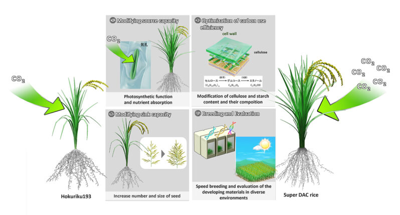 Strategy for modifying sink capacity, source capacity, and utilization efficiency in “Hokuriku 193” rice