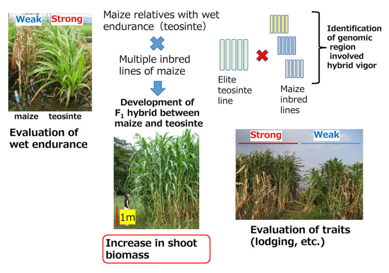 Strategy for increasing above-ground biomass of maize