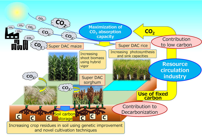 Figure 1. Our vision of agriculture by 2050 (DAC agriculture）