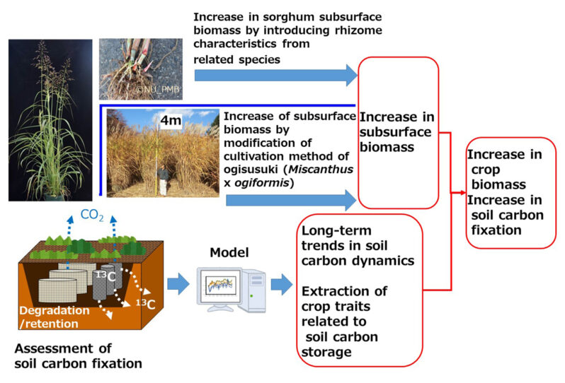 Technologies to increase below-ground biomass and evaluate soil carbon storage